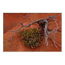  Vermilion Cliffs, AZ